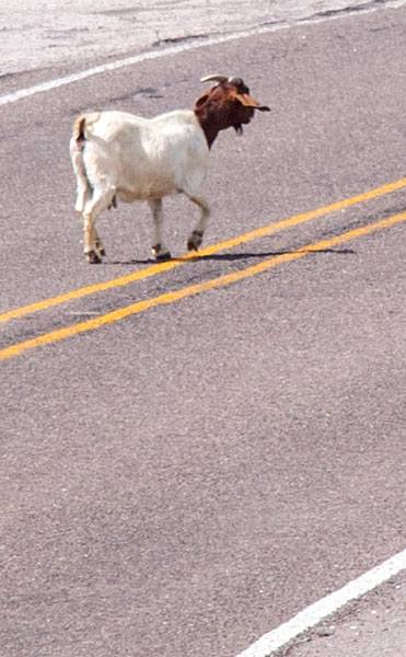 Goat crossing the River Road.