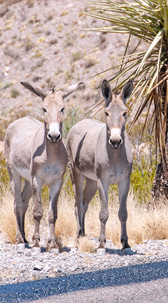 Burros on the side of the River road.