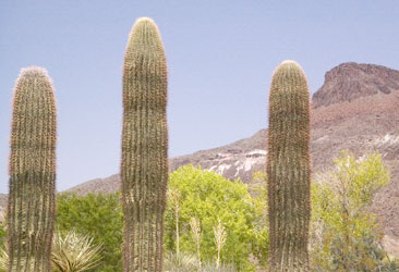 Cactus beneath the mountains.